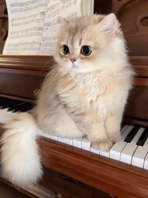Pet photo