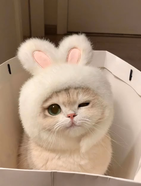 Pet photo