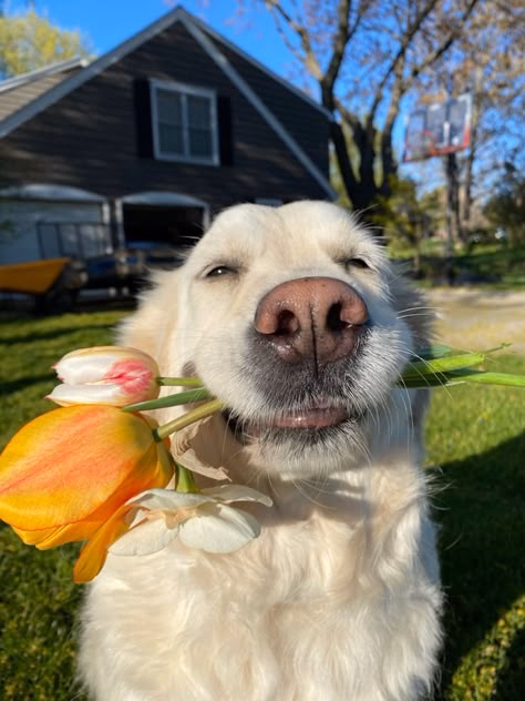 Pet photo