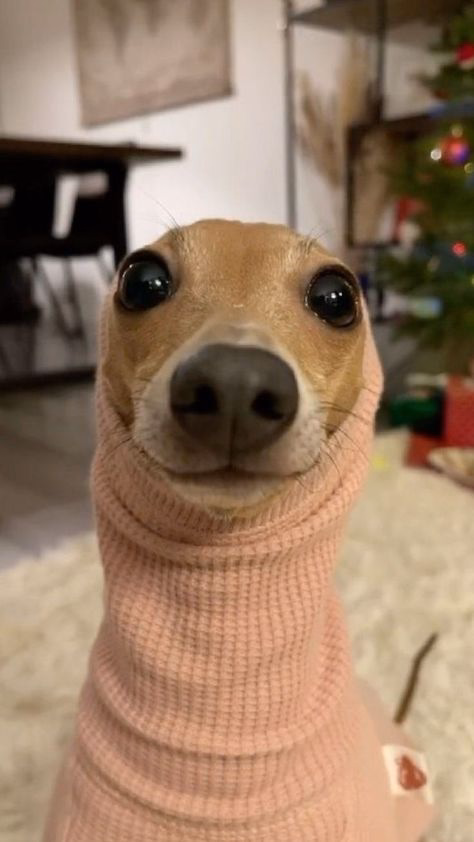 Pet photo
