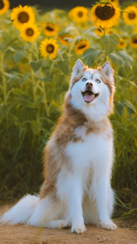 Pet photo