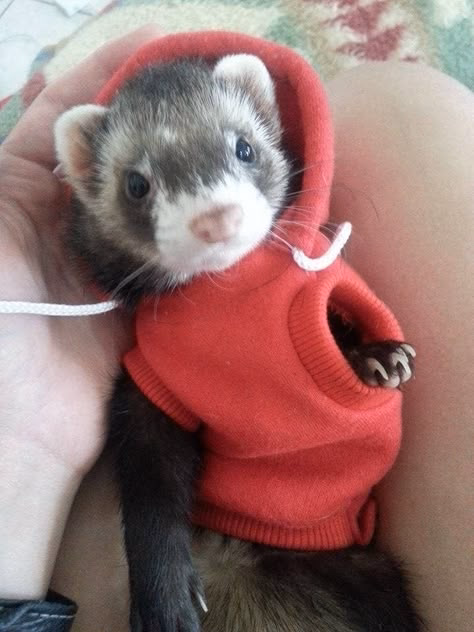 Pet photo