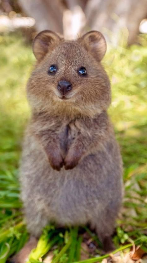 Pet photo