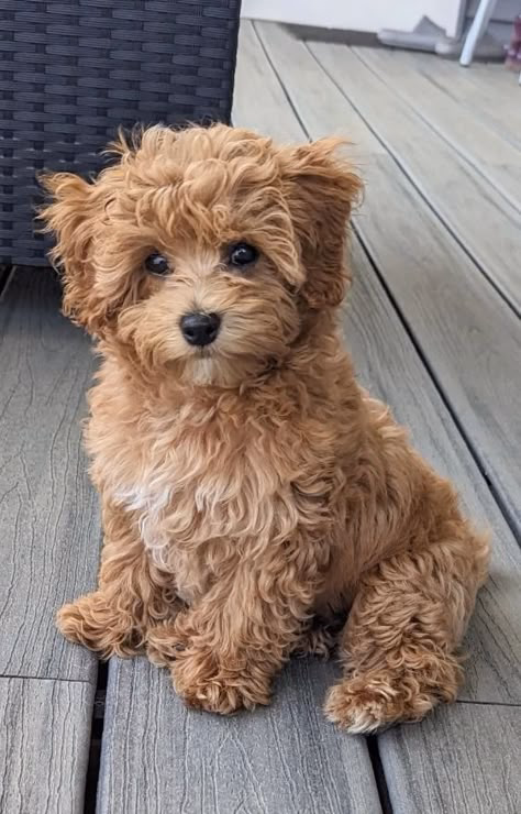 Pet photo
